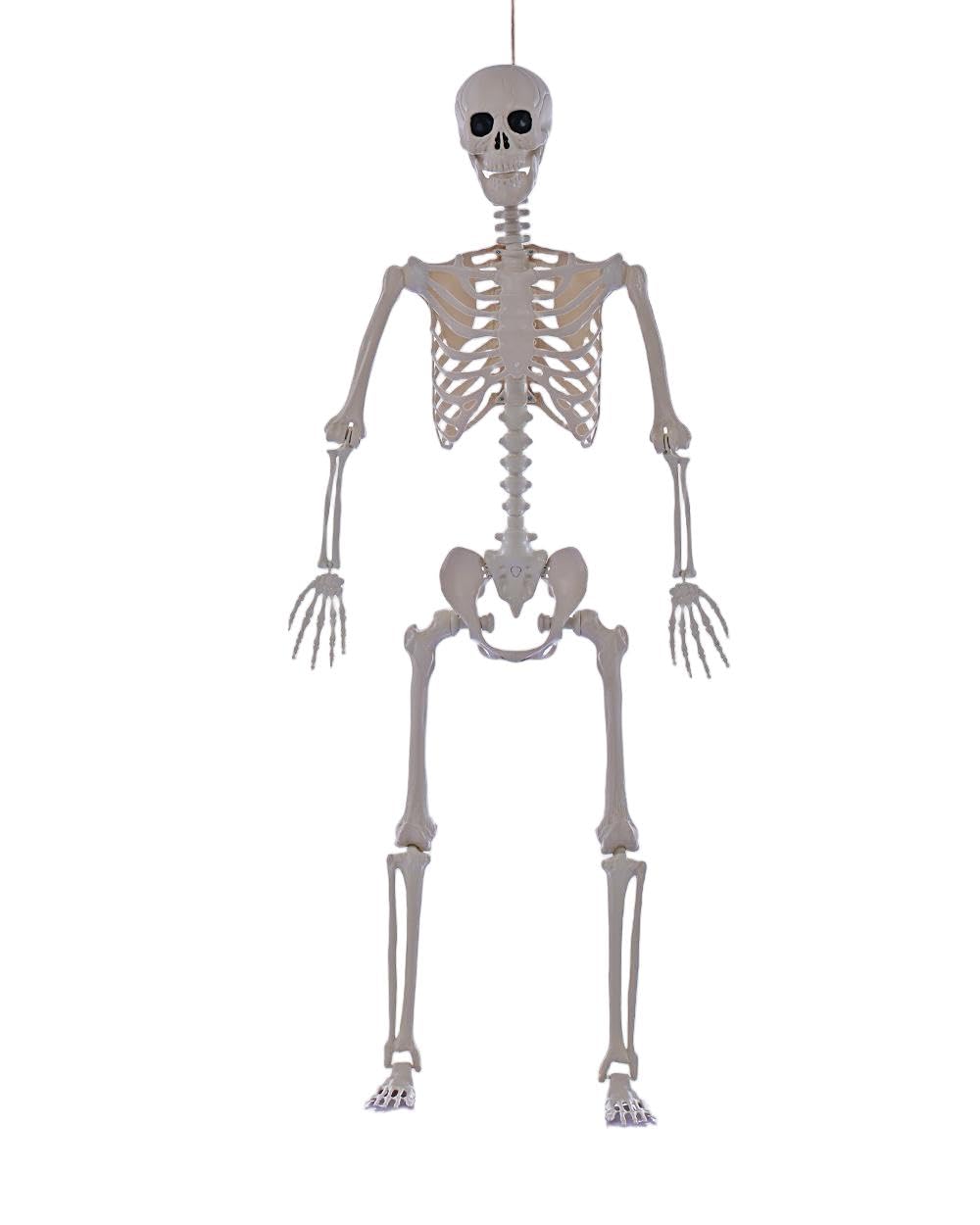 Life Size Posable Full Body Skeleton with Movable Joints J923
