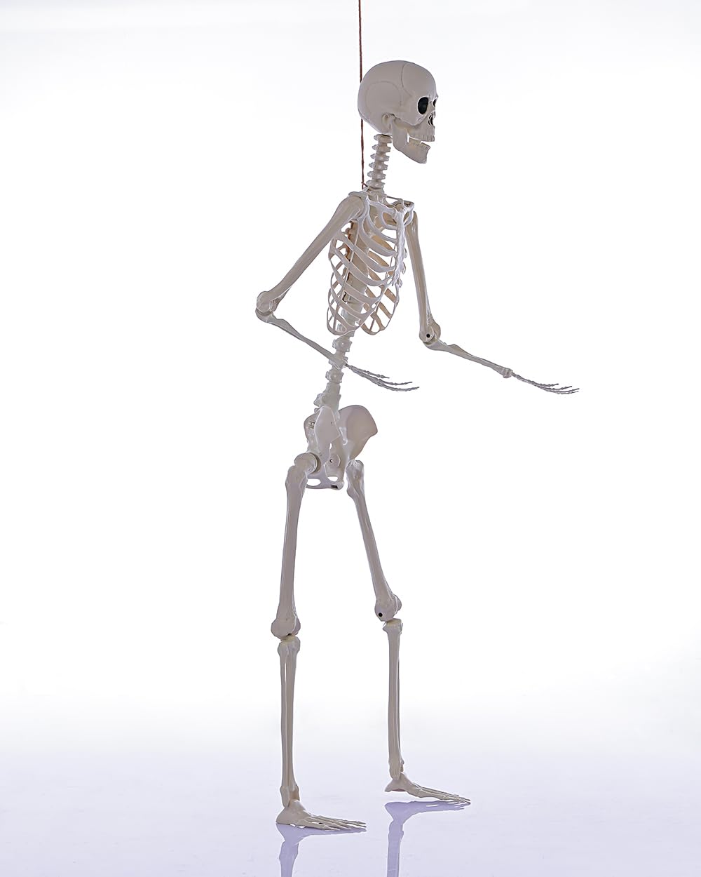 Life Size Posable Full Body Skeleton with Movable Joints J923